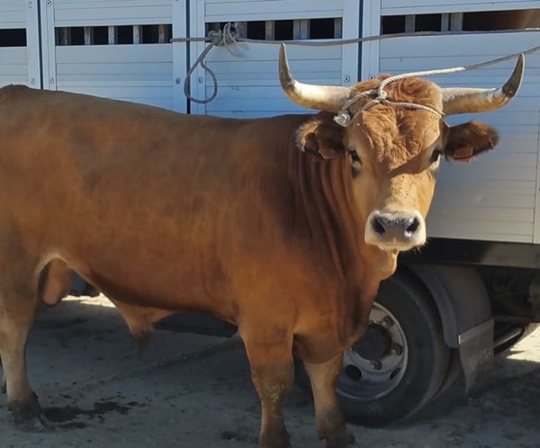 annual-cattle-fair-in-gralheira