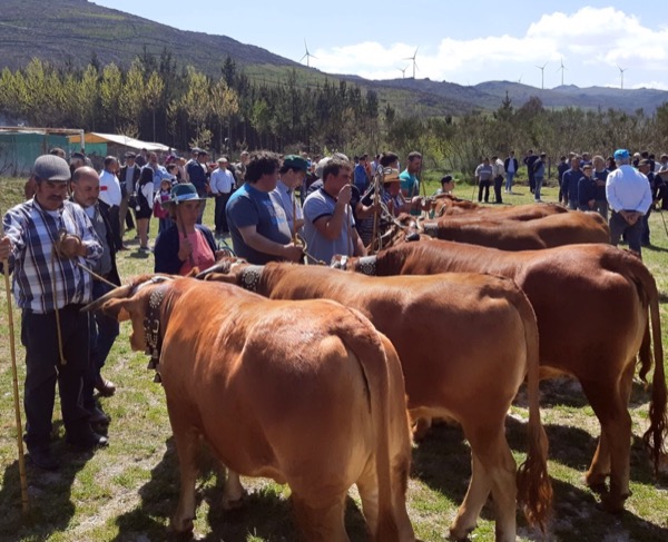 annual-cattle-fair-in-gralheira