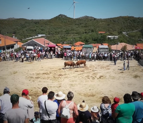 annual-cattle-fair-in-gralheira